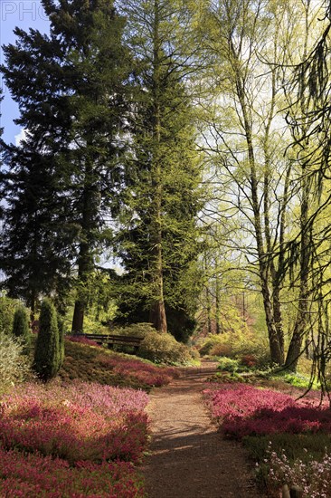 Heathland garden