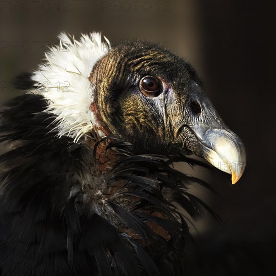 Andean Condor