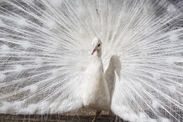 White Peacock