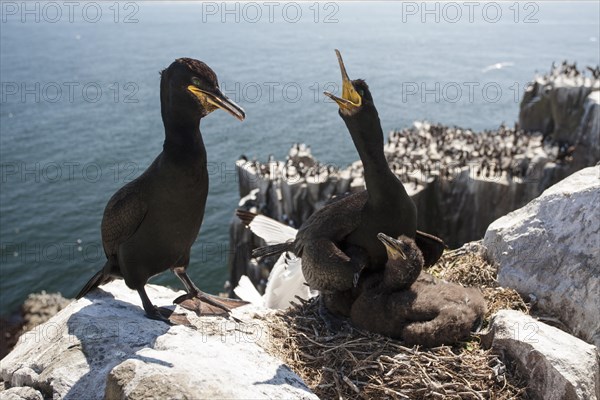 Common Shags or European Shags