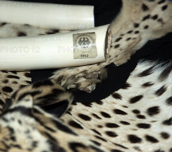 Ivory confiscated by Customs with seal of the Federal Agency for Nature Conservation