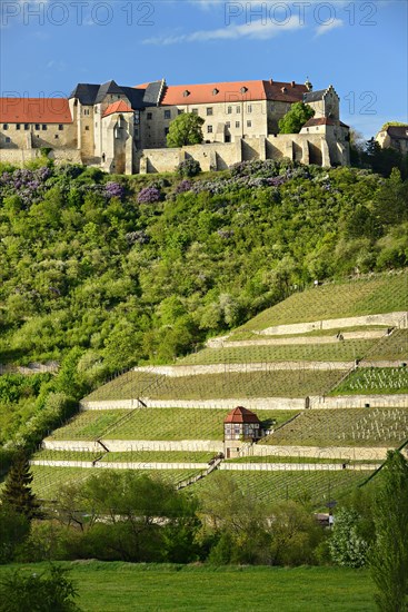 Neuchatel and ducal vineyard