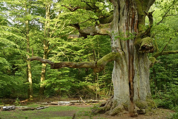 Huge old moss-covered gnarled oak in a former pastoral forest