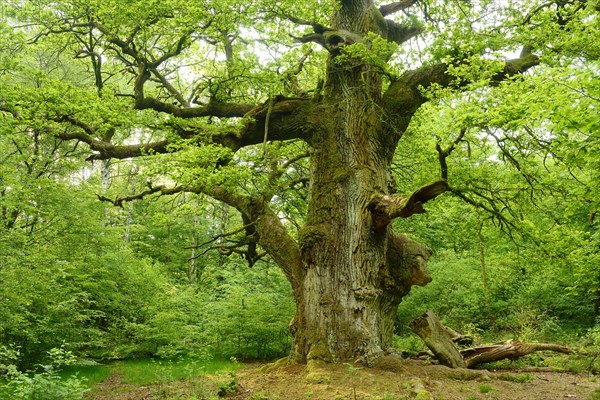 Huge old moss-covered gnarled oak in a former pastoral forest