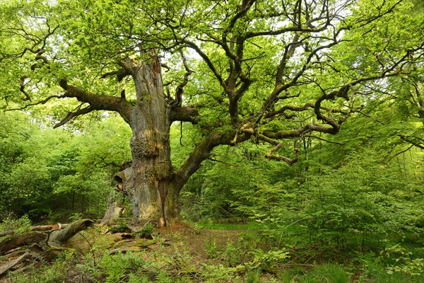 Huge old moss-covered gnarled oak in a former pastoral forest