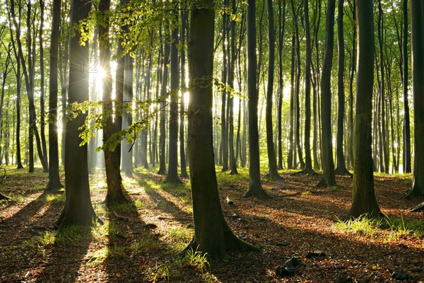 Rays of sunlight in natural beech forest