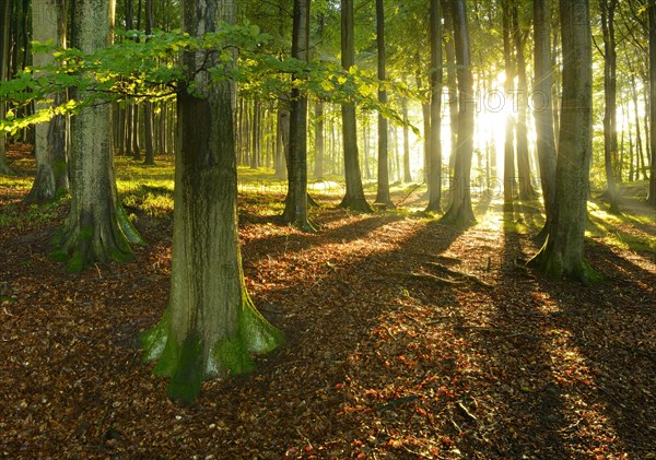 Rays of sunlight in natural beech forest