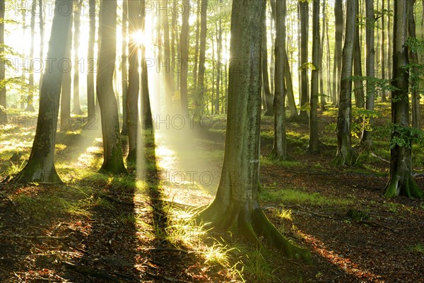 Rays of sunlight in natural beech forest