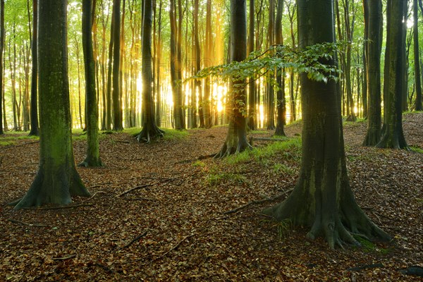 Rays of sunlight in natural beech forest