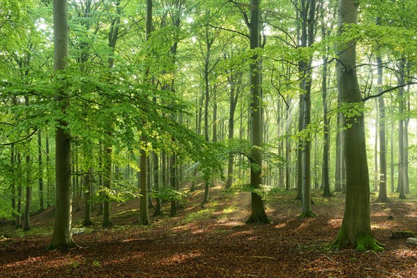 Rays of sunlight in natural beech forest