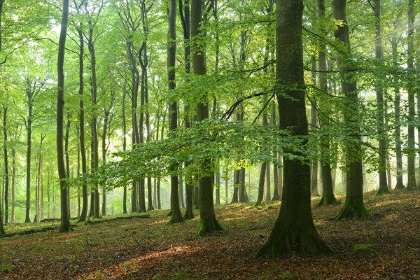 Rays of sunlight in natural beech forest