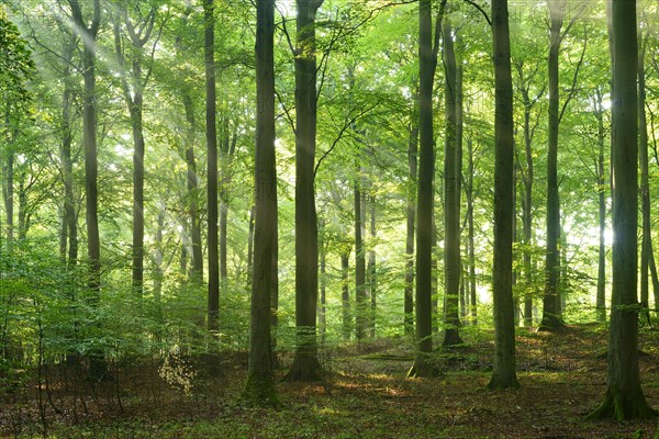 Rays of sunlight in natural beech forest