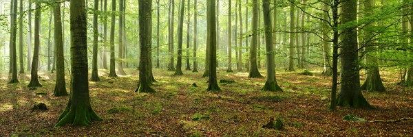 Rays of sunlight in natural beech forest