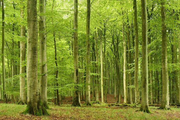 Natural beech forest