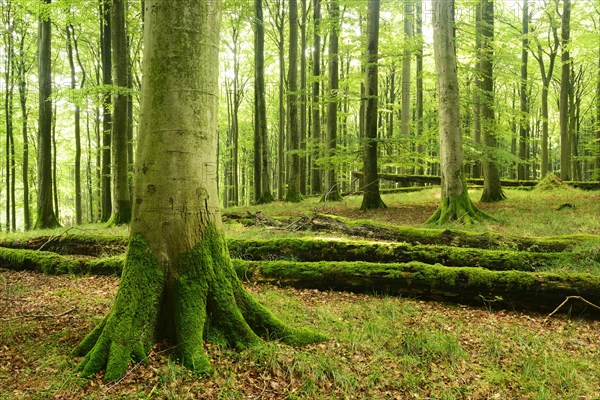 Sunlight in natural beech forest