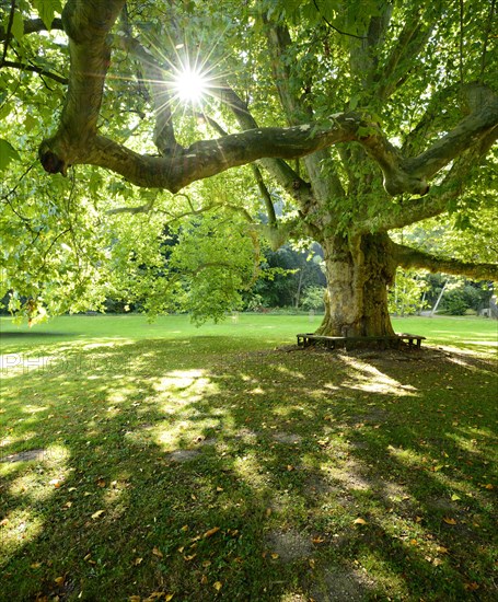 Huge sycamore tree in park