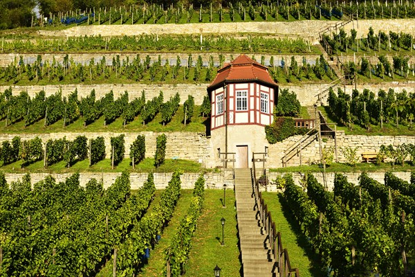 Ducal vineyard and Weinberghaus