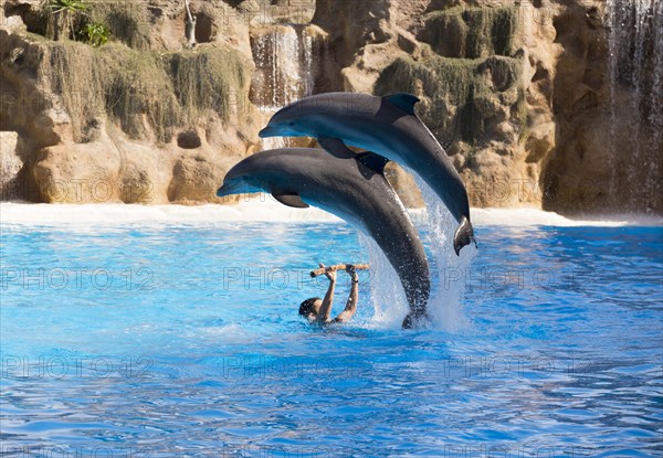 Two bottlenose dolphins