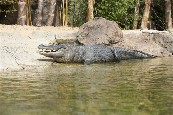 American alligator