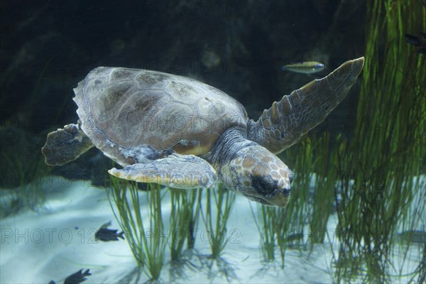 Loggerhead Sea Turtle