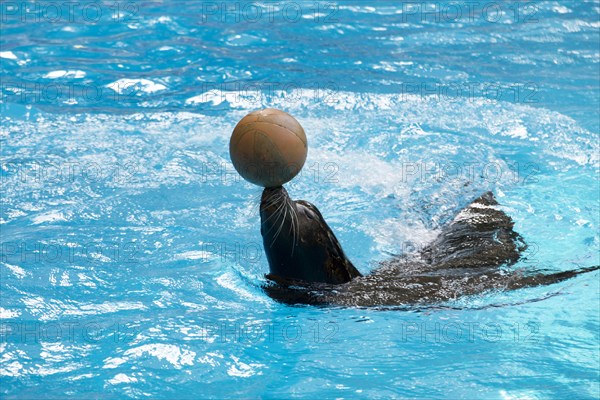 California Sea Lion