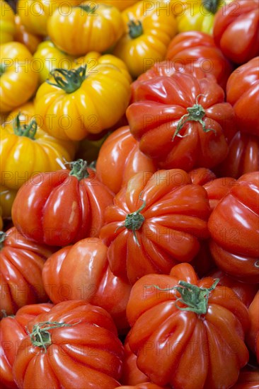 Yellow and red Coeur de Boeuf or Ox Heart Tomatoes
