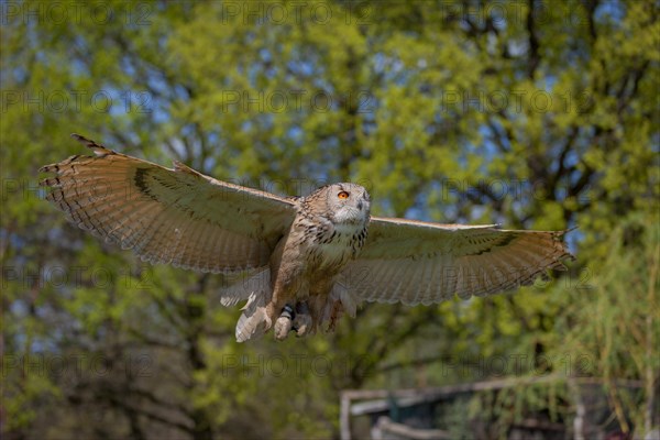 Siberian Eurasian eagle-owl