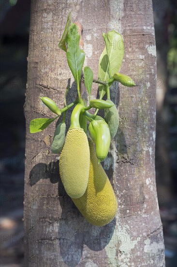 Jackfruit