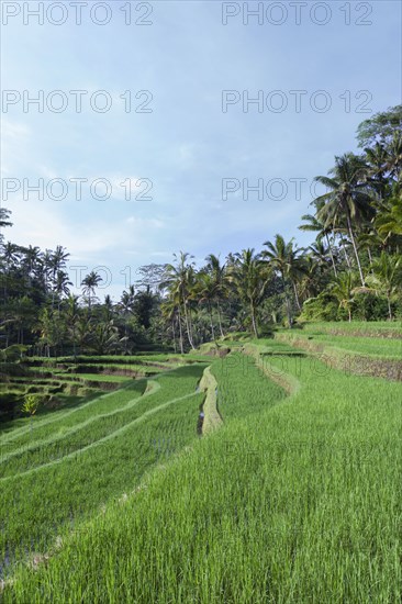 Rice terraces at entrance to Gunung Kawi temple complex