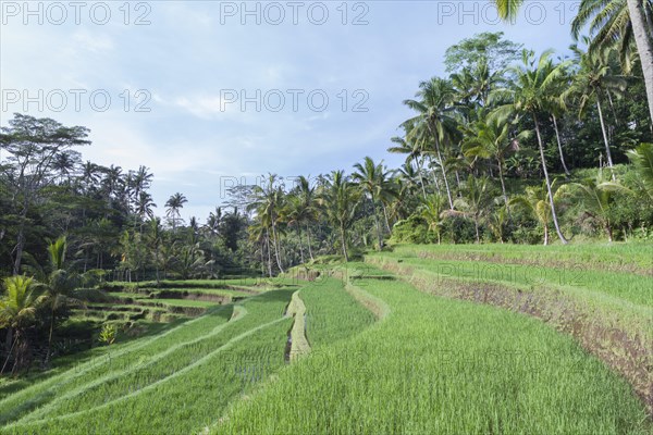 Rice terraces at entrance to Gunung Kawi temple complex