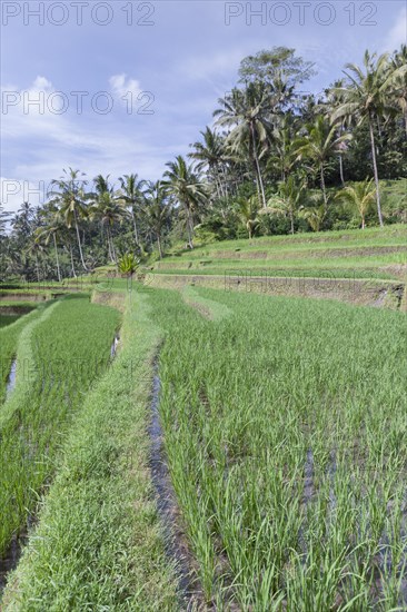 Rice terraces at entrance to Gunung Kawi temple complex