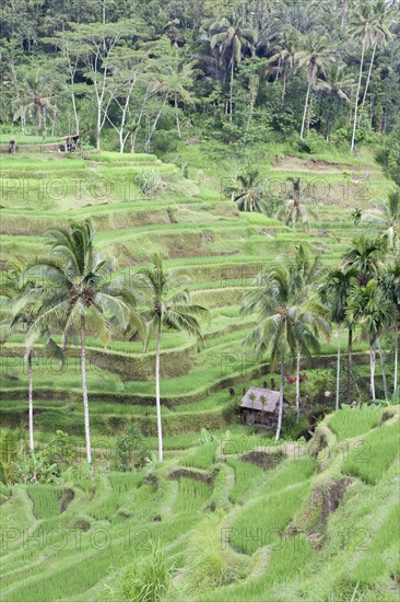 Rice terraces near Tegallalang