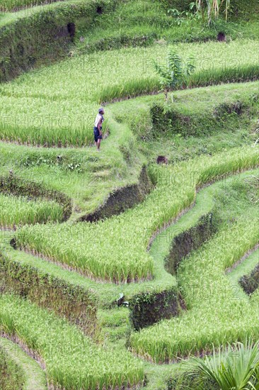 Rice terraces near Tegallalang