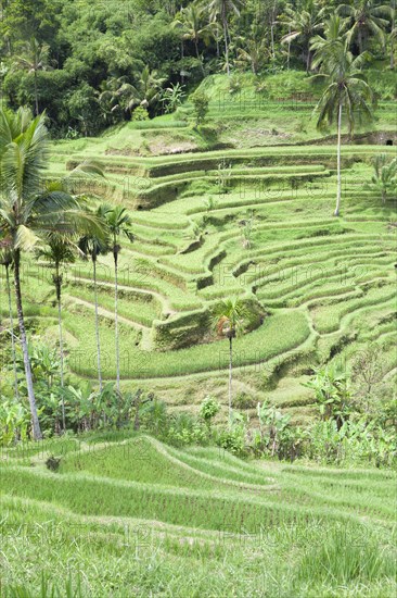 Rice terraces near Tegallalang