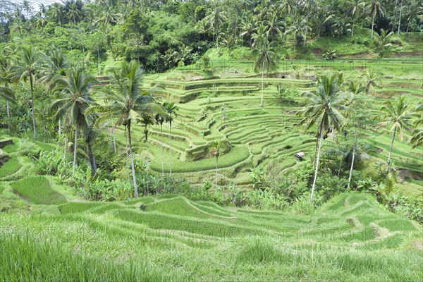 Rice terraces near Tegallalang