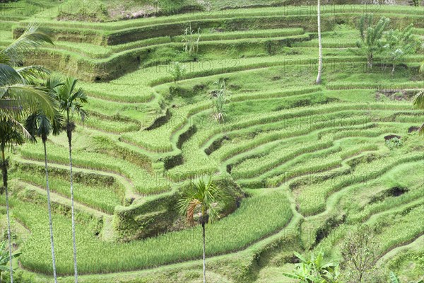 Rice terraces near Tegallalang