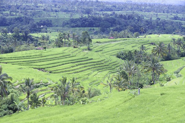 Rice terraces of Jatiluwih