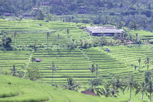 Rice terraces of Jatiluwih