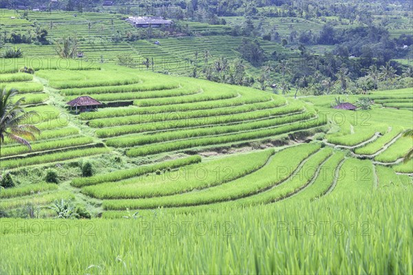 Rice terraces of Jatiluwih