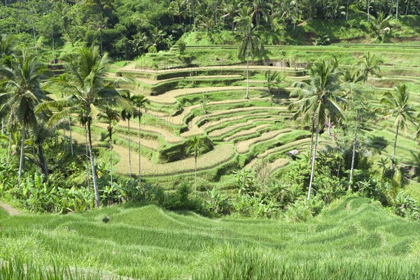 Rice terraces near Tegallalang