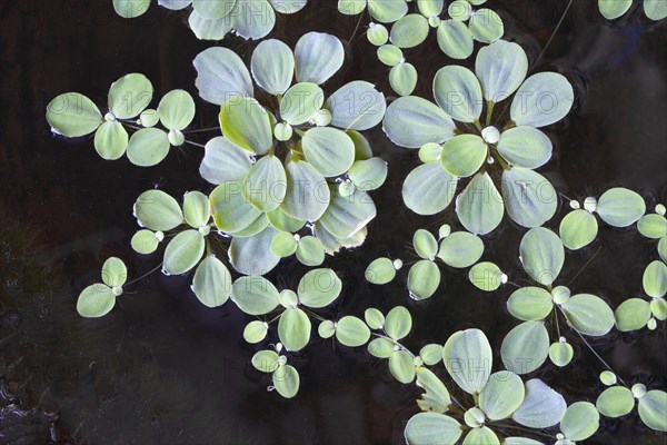 Water cabbage