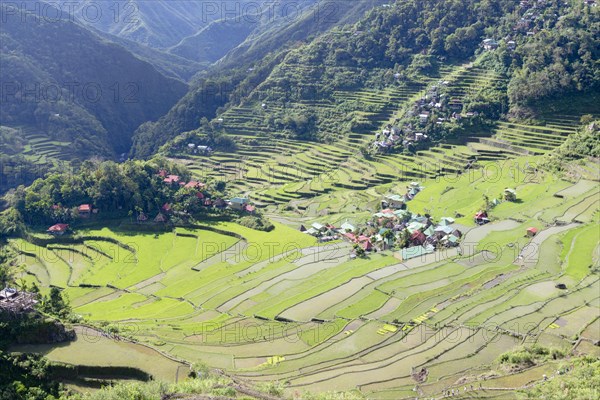 Batad rice terraces