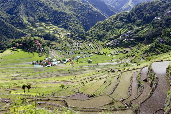 Batad rice terraces