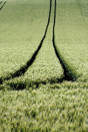 Tire tracks in a wheat field