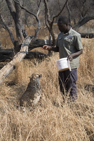 Cheetah