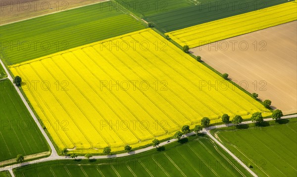 Blooming rape fields