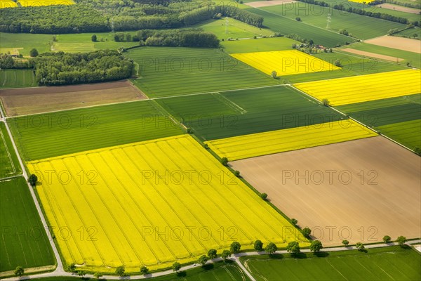 Blooming rape fields