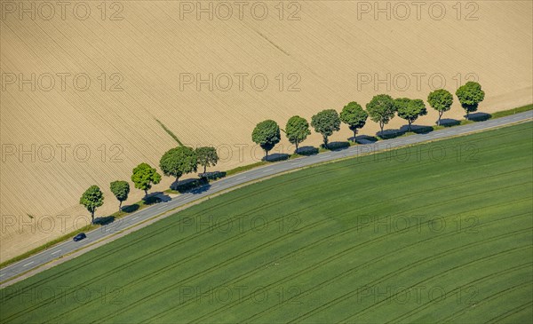 Country road with trees