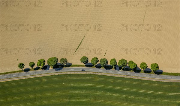 Country road with trees