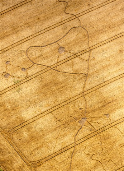 Cornfield with tracks made by moles